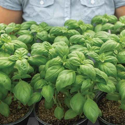 Basil Prospera Compact Lihi, plants with green down-cupped leaves
