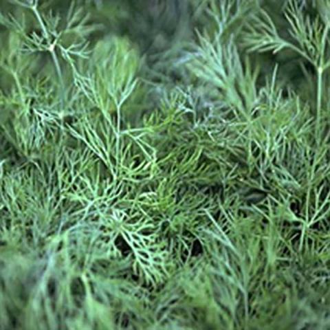 Goldkrone Dill, wispy green leaves and stems