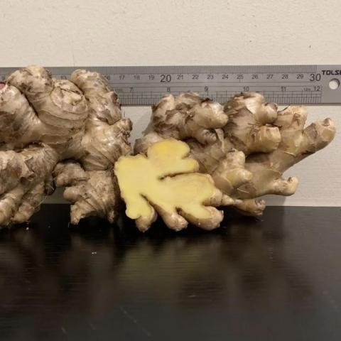 Zingiber Bird, tan ginger roots with light yellow inside