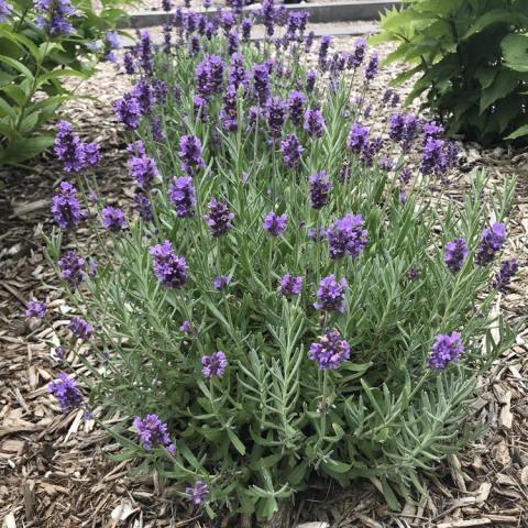 Lavandula Annet, upright gray-green plant with blue-lavender flowers