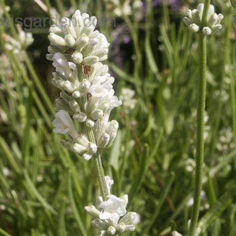 Lavandula Arctic Snow, upright stem of lavender-type flower but with white blossoms