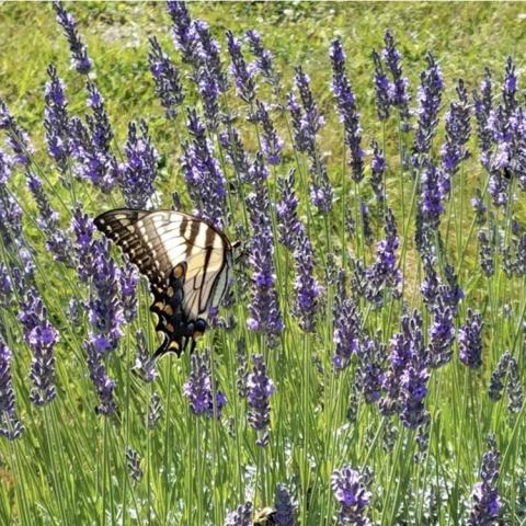 Lavandula Bridget Chloe, upright plant with spikes of purple flowers and a swallowtail butterfly
