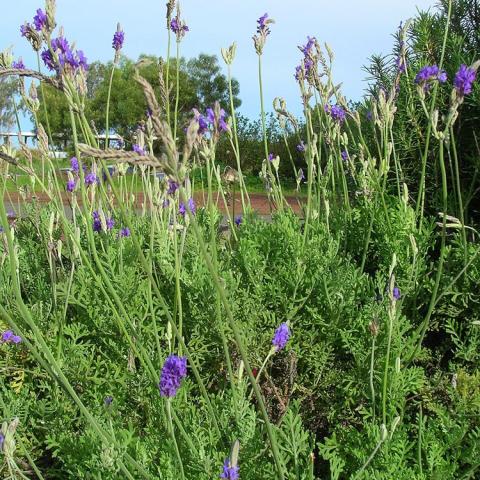Lavandula multifida, ferny leaves with long stems of lavender above