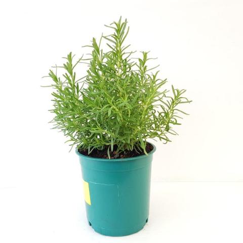 Rosemary Abraxas, upright fine-needled green plant