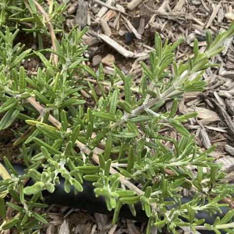 Rosemary Blue Cascade, prostrate plant with fine green needles
