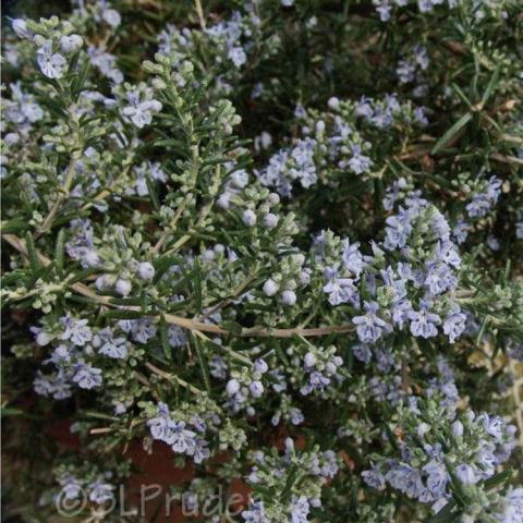 Rosemary Lockwood de Forest, prostrate green-needled plant with small light blue flowers