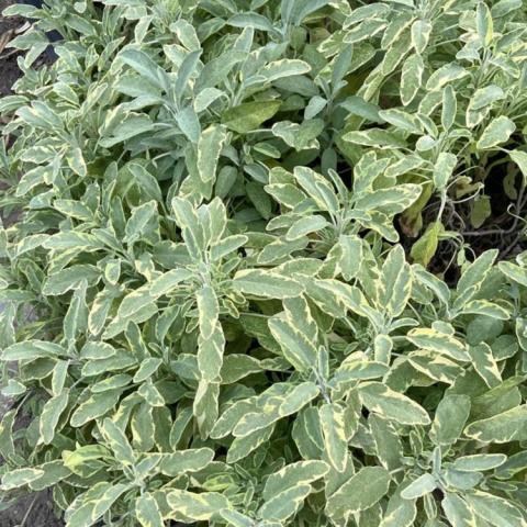 Variegated Berggarten sage, long narrow gray-green leaves with cream edges