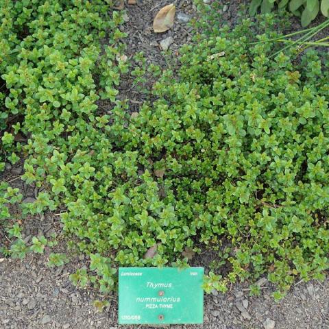 Thymus Pizza, low-growing plant with tiny green leaves