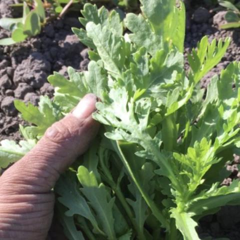 Tongho Oasis, toothed green leaves 