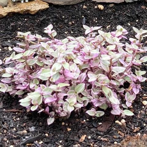 Callisia repens, clump of small striped leaves, cream and light green, tinged with pink
