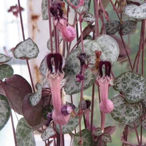 Ceropegia woodii, silver mottled heart-shaped leaves on strings