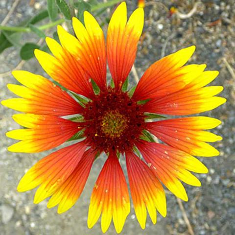 Gaillardia aristata, dark red center with lighter red petals, yellow tips with jagged ends
