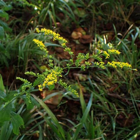 Solidago ulmifolia, sprays of tiny yellow flowers 