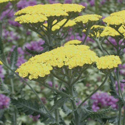 Achillea Moonshine, flat clusters of pale yellow flowers over gray-green foliage