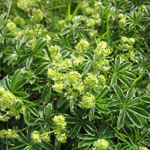 Alchemilla alpina, green leaves make the leaves look like flowers