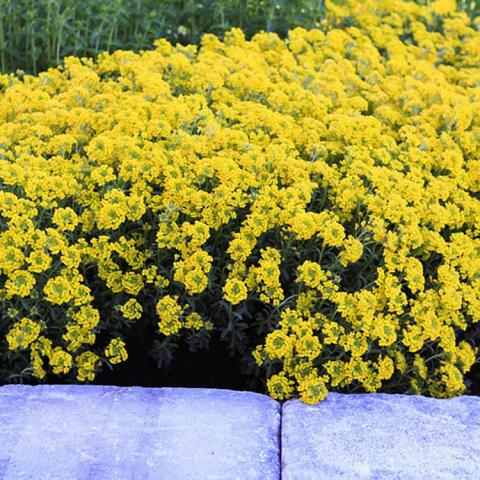 Alyssum Golden Spring, dense field of small yellow flowers