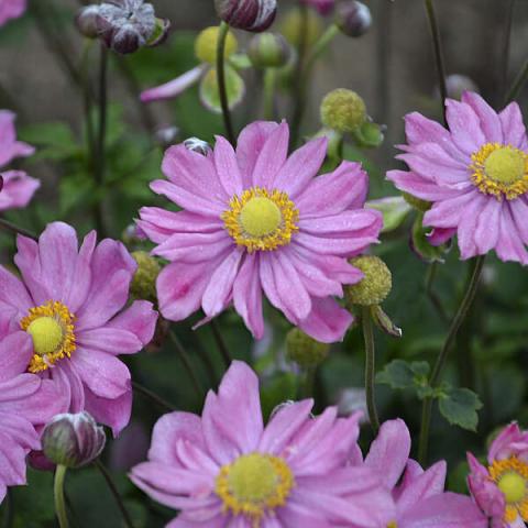 Anemone Curtain Call Pink, light pink daisy-like flower