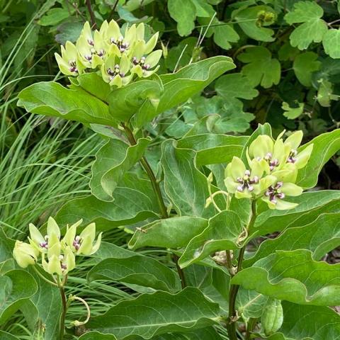 Asclepias viridis, weird light green bracts, little light lavender shapes in the centers