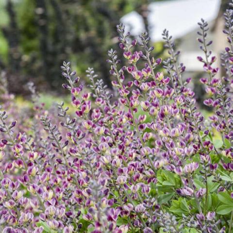 Baptisia Grape Escape, upright stems covered in two-toned purple and light yellow pod flowers