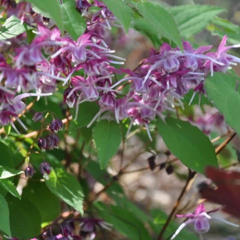 Epimedium Purple Pixie, purple winged flowers