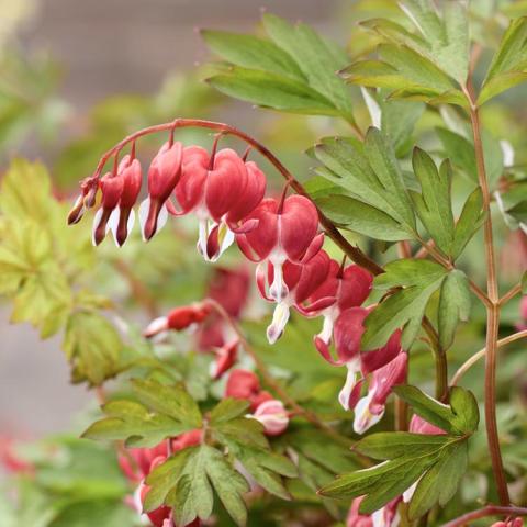 Dicentra Jolly Hearts Love, arching stem of red hearts with dripping white