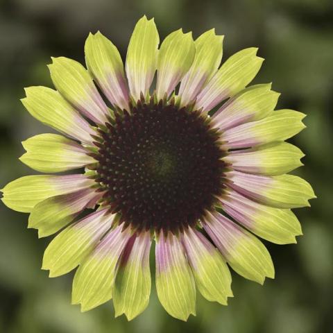 Echinacea Prairie Blaze Vintage Lime, green petals with pink toward the flower center, dark center cone