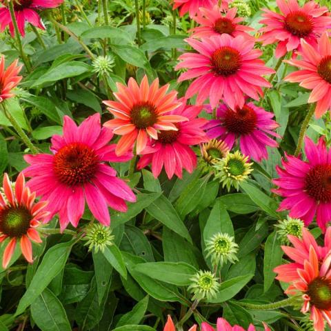 Echinacea Sombrero Tres Amigos, pinkish red large daisies with dark centers