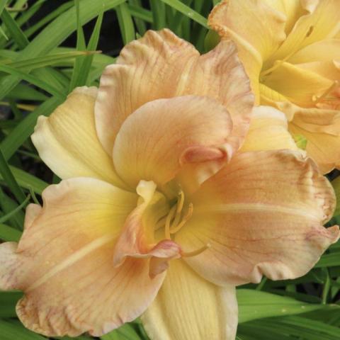 Hemerocallis Angelic Grin, light butterscotch with some ruffled edges