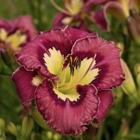 Hemerocallis Catcher in the Eye, maroon purple with a yellow eye zone