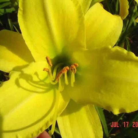 Hemerocallis Lemon Crisp, bright yellow single