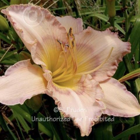Hemerocallis Papillon, palest pink or lavender, crimped edge, yellow throat