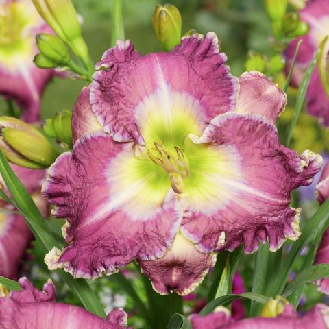 Hemerocallis Ring the Bells of Heaven, purple petals with a white streak, white eye zone, green throat