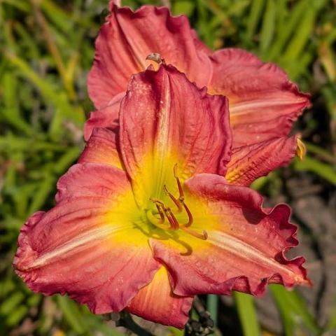 Hemerocallis Tillamook, copper red petals, gold eye zone, green throat