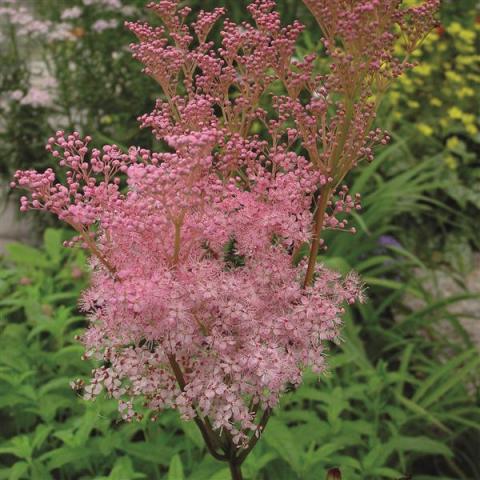 Filipendula Venusta, fluffy cloud of tiny pink flowers over lower green foliage