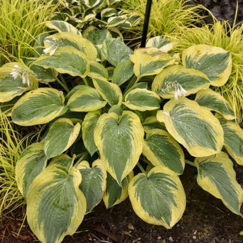 Hosta Shadowland Chance Encounter, pointed green leaves with yellow edges