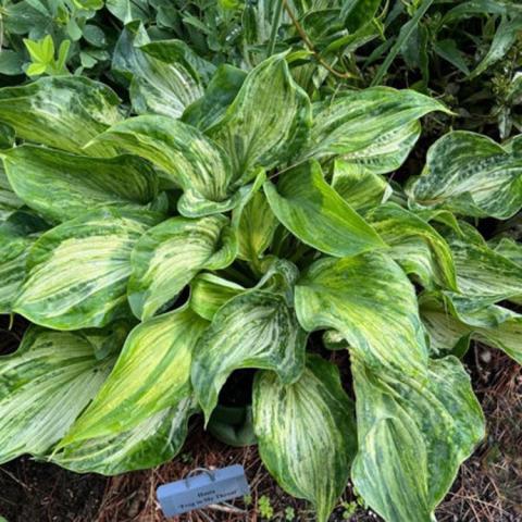 Hosta Frog in My Throat, bright green with lighter green variegation