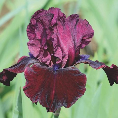 Iris germanica Neptune's Wine, red-purple velvety flower both uprights and falls