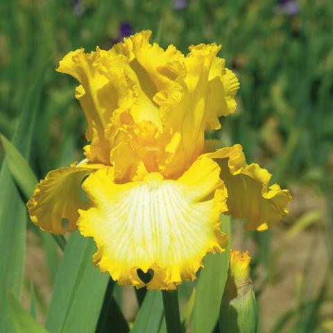 Iris germanica That's All Folks, yellow uprights and falls, ruffled