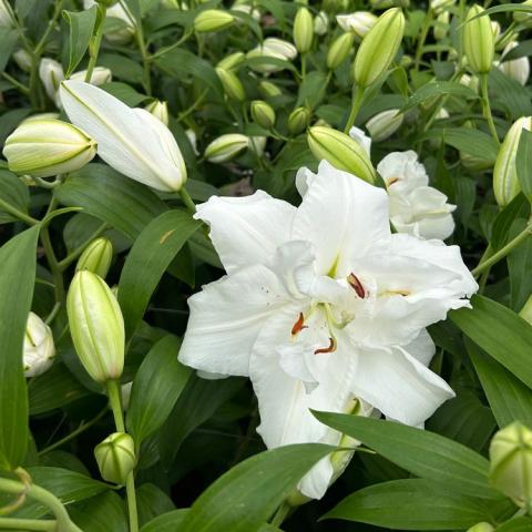 Lilium Bowl of Beauty, white double flower