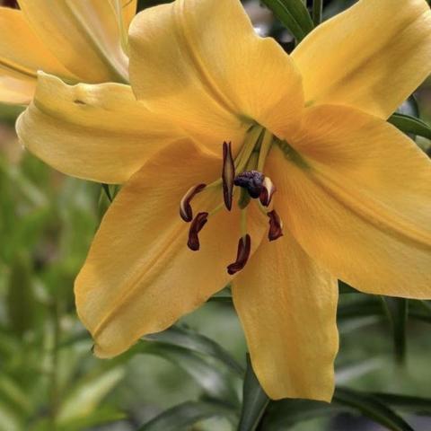 Lilium Corcovado, huge gold out-facing flower, brown anthers