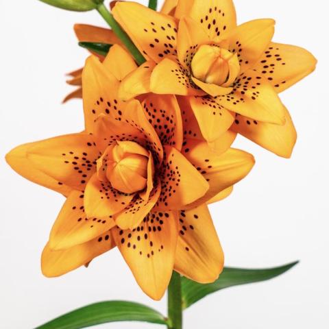 Lilium Dutch Design, double orange out-facing flower with small orange spots