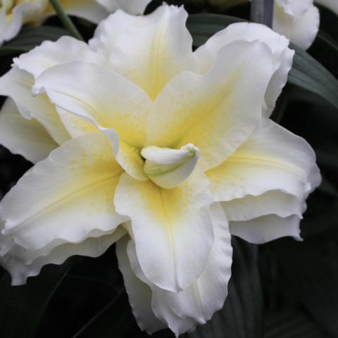 Lilium Ludwina, double white flower with yellow touching the petals at the center