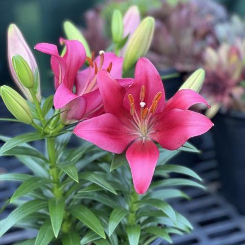 Lilium Summer Blush, pink shiny flower