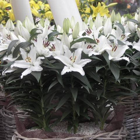 Lilium Sunny Bahamas, white up-facing flowers