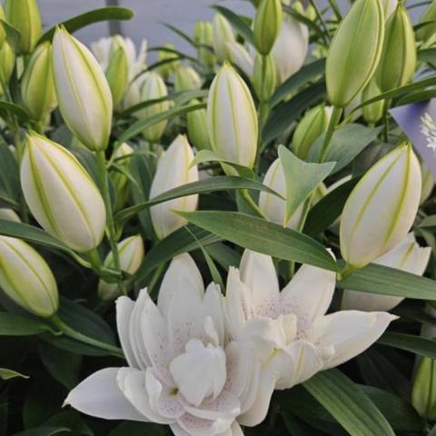 Lilium Sunny Double Bounty, double white lily flower