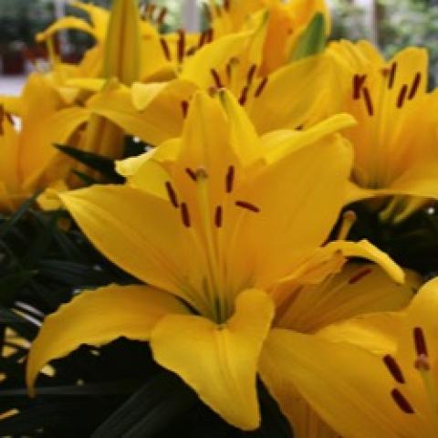 Lilium Tiny Ranger, gold flowers