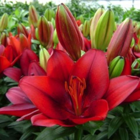 Lilium Tiny Rocket, dark red shiny flowers