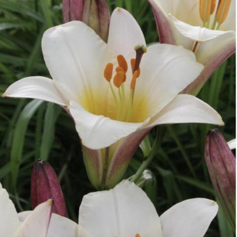 Lilium White Planet, up-facing white trumpet lily with purplish back