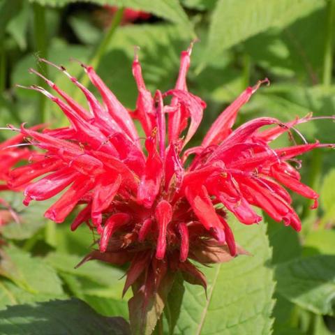 Monarda Gardenview Scarlet, bright red flower with mop of thread-like petals