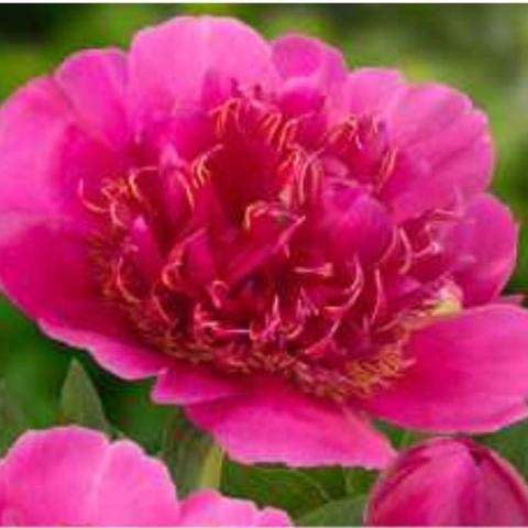 Paeonia Anemoniflora, double dark magenta flower with wider outer petals